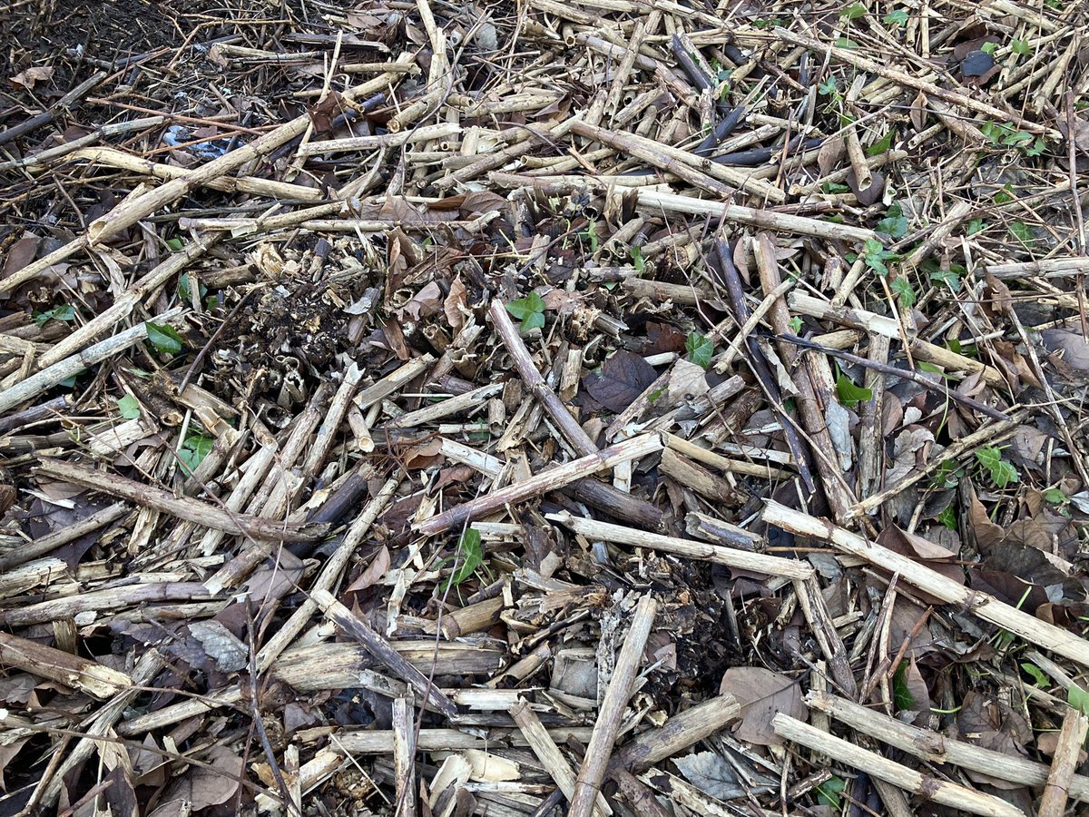 JKSLKate's tweet photo. Great to be back our surveying today.  Would you recognise any of this material as Japanese knotweed? https://t.co/QU1vITTBAb