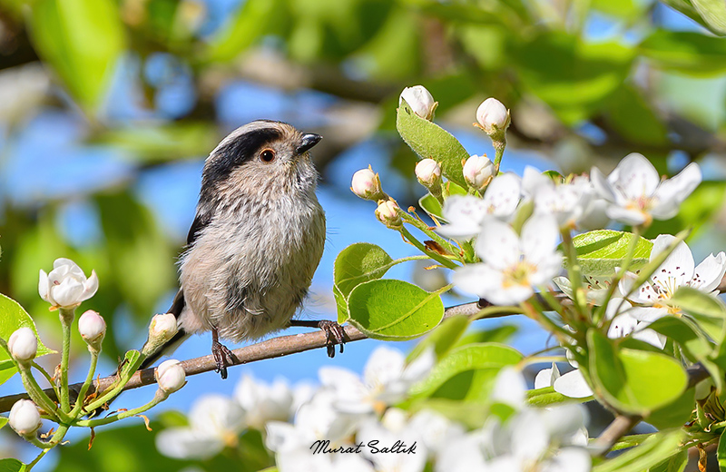 #haftanınkuşu Uzunkuyruklu Baştankara. Sevdiğim bir bahar fotoğrafı ile

#trabzon #hangitür #birdwatching #birds #birdphotography #KuşGözlem #zcreators #nikonz6ii