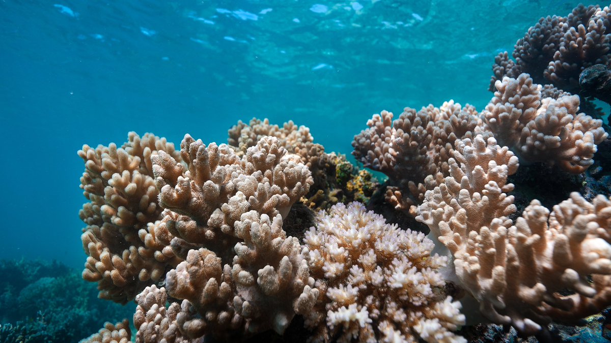 XTincT on Twitter "RT CountingCoral Less than 1 of the ocean is