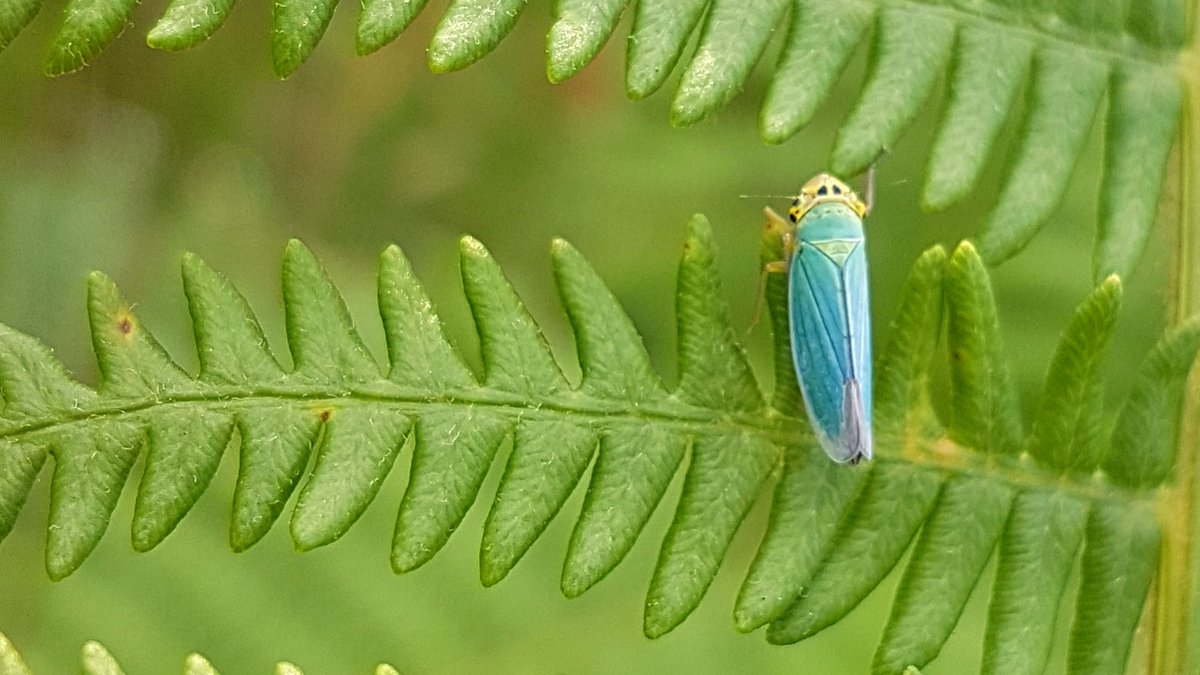 indemerably's tweet photo. I know it's name is green leafhopper but is it blue enough? #BlueBugs for #BlueMonday https://t.co/kKDwv0eykA