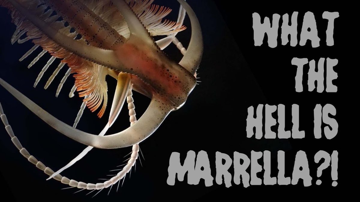 JohnRMoffitt's tweet photo. Wishing a magically marvelous #MarellaMonday to all of my many Twitter minions. https://t.co/t5hSeuAjQd