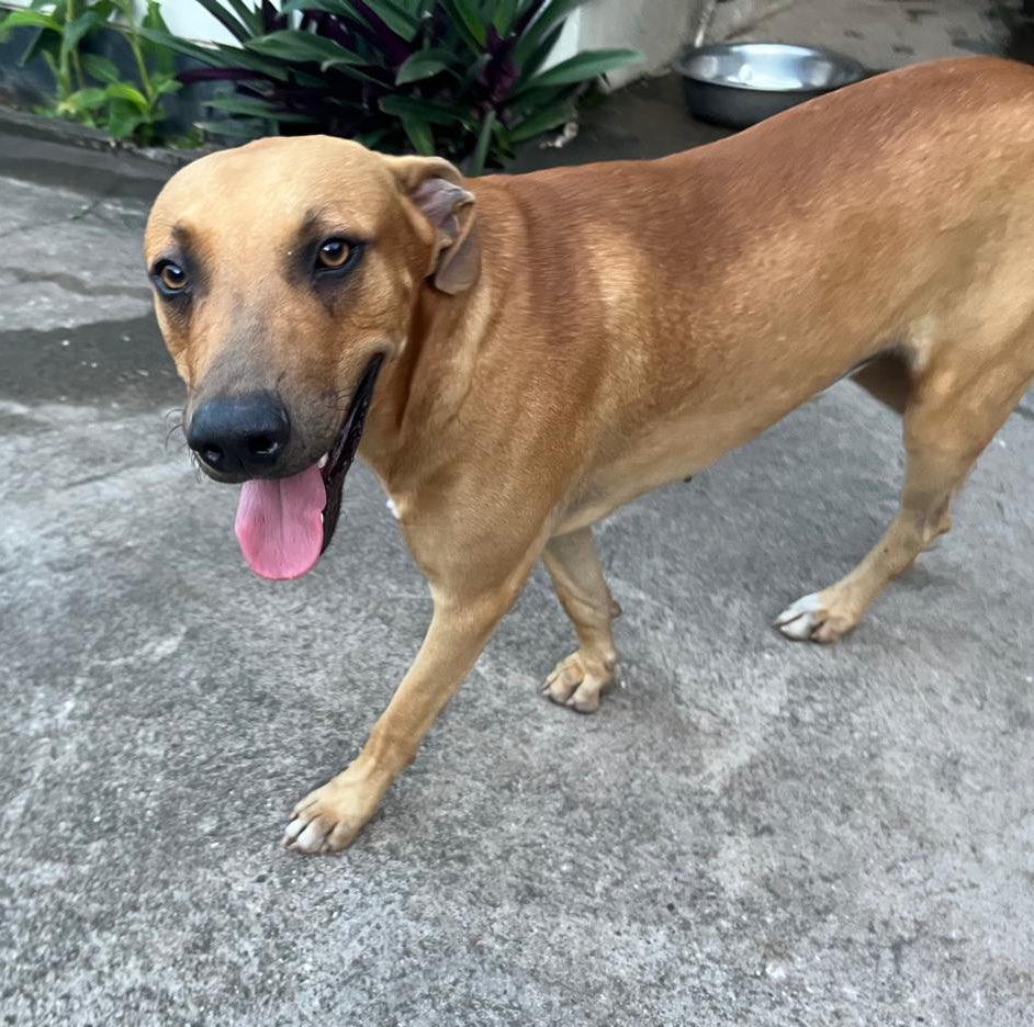 This gentle male dog is up for adoption. He’s between 4/5 years old &amp; being cared for by a family but they can’t keep him as they have two other dogs. They’ve named him Kilometre and will help w/ initial vet costs &amp; neuter. Please DM if interested