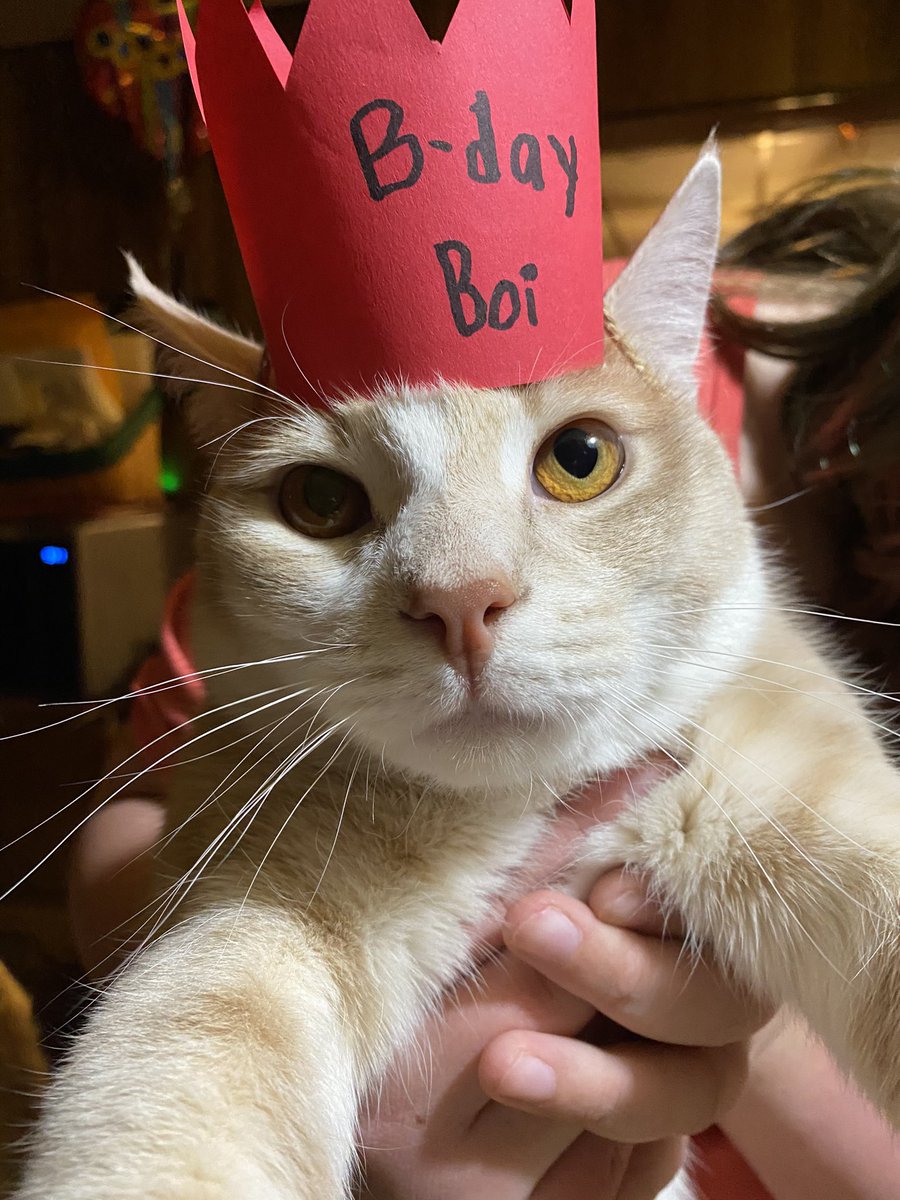 ShowYourCat's tweet photo. https://t.co/bsdbmfjwIc
