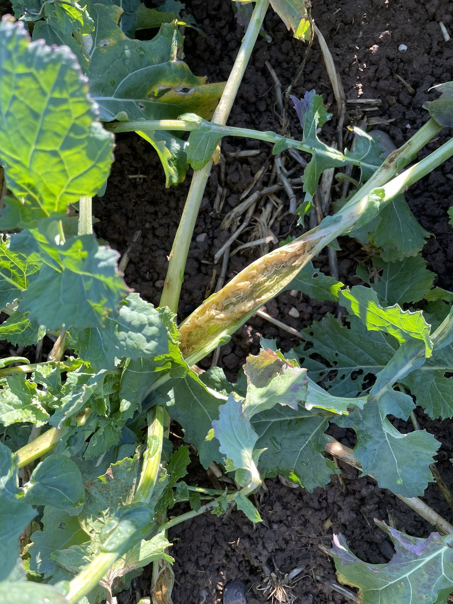 A few from the field, looking at WOSR:
Checking how well the Kerb & Astrokerb are holding up! 

Also finding some severe damage on older leaves from CSFB Larvae 🐛 

#oilseedrape #corteva #agronomy #agriculture #farminguk #astrokerb #kerb #csfb