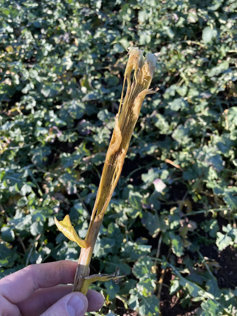SpunhillLtd's tweet photo. A few from the field, looking at WOSR:
Checking how well the Kerb & Astrokerb are holding up!
Also finding some severe damage on older leaves from CSFB Larvae 🐛
#oilseedrape #corteva #agronomy #agriculture #farminguk #astrokerb #kerb #csfb https://t.co/0WTOG9AKE9