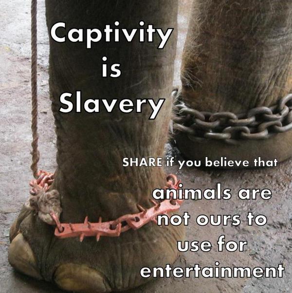'Those who profit from cruel elephant tourism should face prison.' Duncan McNair @stae_elephants 🐘

Help to end animal slavery @RishiSunak @Keir_Starmer🙏

@RickyGervais @BellaLack @RobRobbEdwards @Protect_Wldlife @willtravers @PeterEgan6 @TrophyXpose @hilltopgina #AnimalCruelty