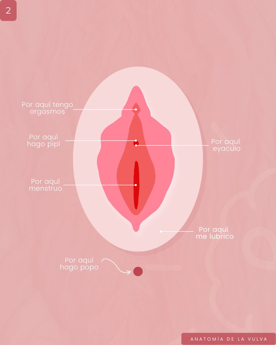 _Dubium's tweet photo. Anatomía visual y explicativa 🌸#anatomia #anatomiafemenina #anatomiadelavulva #Ginecologia #gineyobste https://t.co/ctbfWbgfug