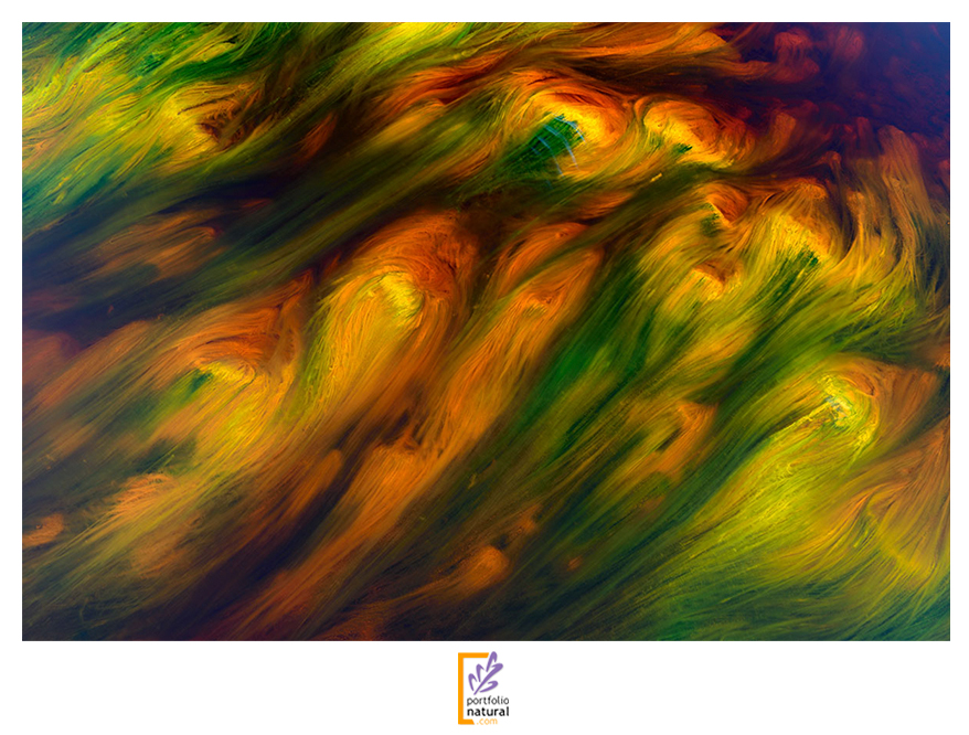 PorfolioNatural's tweet photo. Nuestro colectivo sigue acumulando talento; en esta ocasión, os presentamos al nuevo miembro de Portfolio Natural: Sergio Tapia. Le podréis conocer mejor en la entrada que le dedicamos en nuestro blog
https://t.co/JznmpmQBj8 https://t.co/fDZjKISgwY