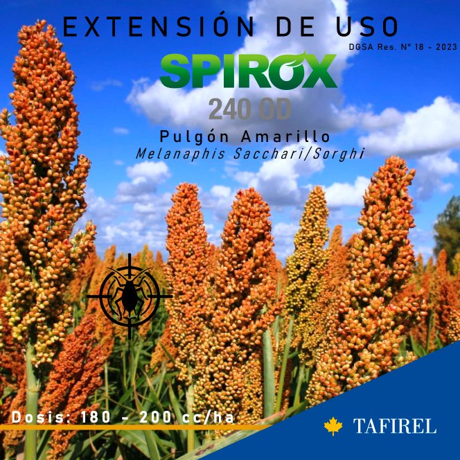 TafirelUruguay's tweet photo. Para el control de Pulgón amarillo ( Melanaphis Sacchari/Sorghi), utilizá SPIROX.
- Movimiento por Xilema y Floema
- Residual
- Respeta fauna benéfica y polinizadores
#SPIROX https://t.co/SDiBzOfHps