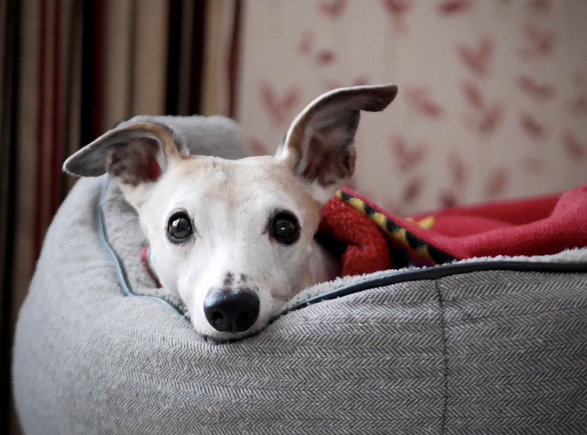 TraceyFullerton's tweet photo. 🐾🥹🥰 #ADogIsForLife #RemoWhippet #LifeCoach https://t.co/FkQsIOD2Yr