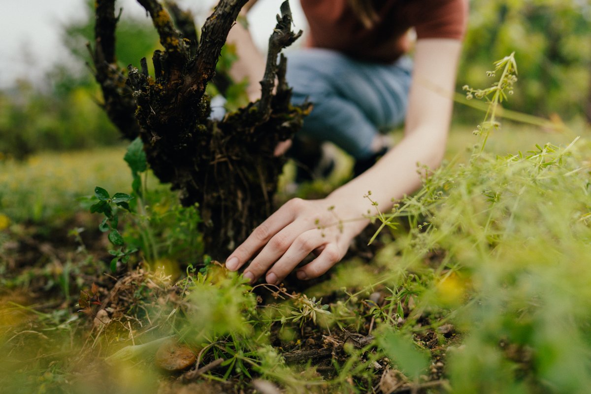 El #sectorvitivinícola 🍇 español cuenta con más de 120.800 hectáreas de viñedo ecológico, un 13,1% de la superficie total de #viñedo para vinificación existente en España; del que se obtendría una #producciónecológica de más de 441.000 toneladas al año.

#Sostenibilidad