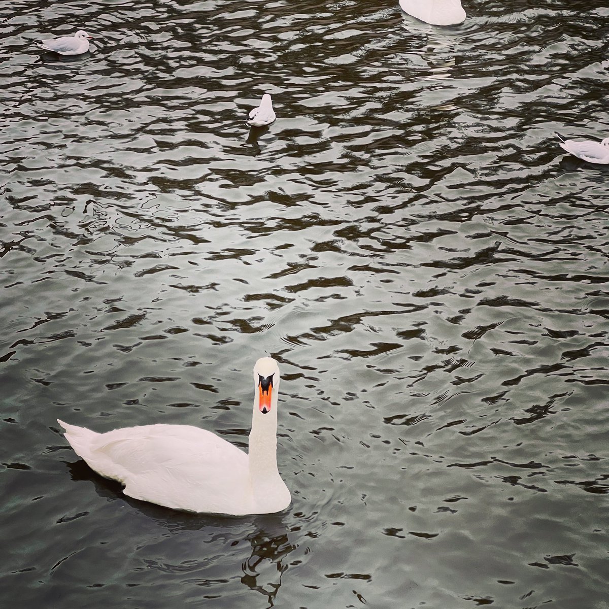 UkMythic's tweet photo. The swans of Bruges are actually a curse…

According to legend, the people of Bruges kidnapped Emperor Maximilian of Austria and his friend/advisor (named Lanchals) for their hatred for, and mistreatment of, the people here. https://t.co/u2FuD79rCM