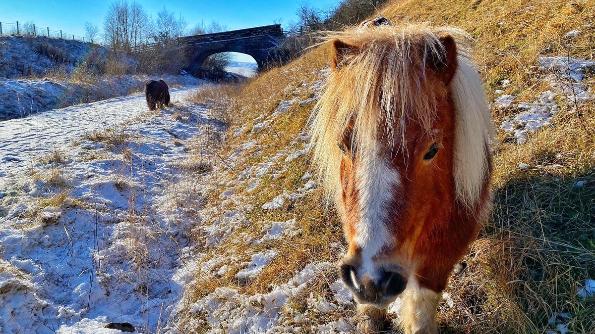 oldcrofthouse's tweet photo. That’s more like it, Winter as it should be. With no car we are confined to local walks but with walks and views like these on our doorstep it’s really no hardship…
#winterwalking #dustingofsnow #BlueMonday #winteratitsbest #smardaleviaduct #disusedrailway #walks https://t.co/YRDVyDOU8d