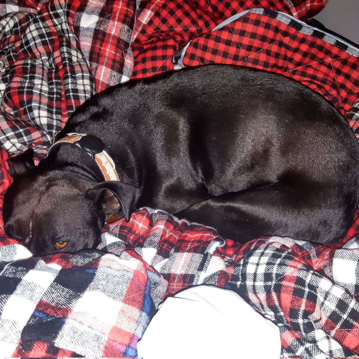 shi_fs's tweet photo. "What do you mean we need to get up and... *checks notes*... be productive? We don't understand the purpose of that." #AdventuresinDogsitting https://t.co/D9b1PwKVfB
