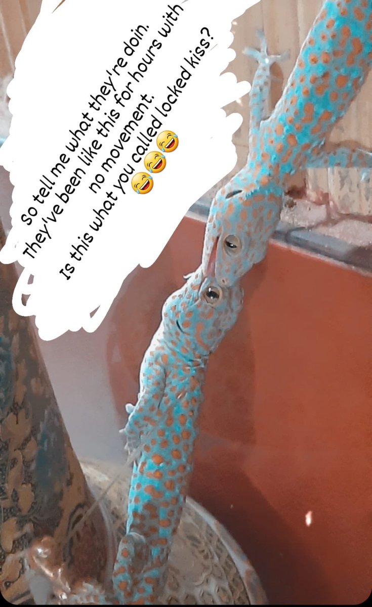 Droobs33's tweet photo. Any #herpetologist and #wildlife biologist can tell me what this 2 doing? #tuko #gecko https://t.co/CzT9epCLxb