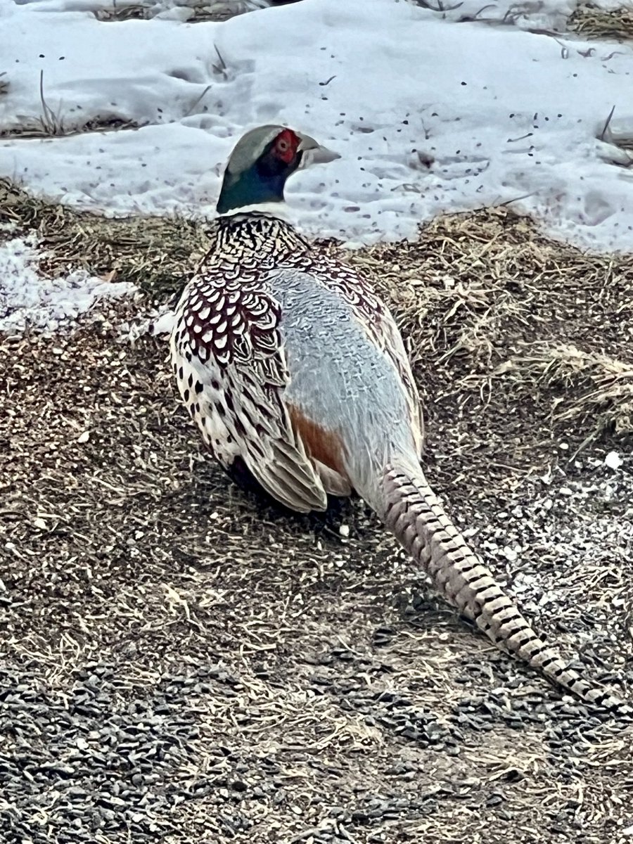 movesingandplay's tweet photo. ⁦@ABBestphotos⁩ ⁦@FisherSpeaks⁩                We enjoy our pheasant friend who visits us every few days for a nibble of fallen seeds but are concerned with a limp he has. He has stunning colours and traffic slows down to watch him! 
#birdwatching https://t.co/f3T68jKqwi