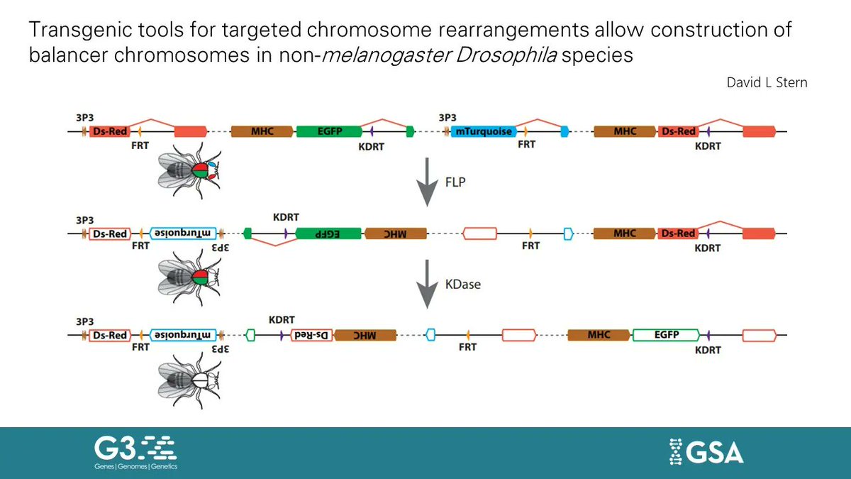 David Stern describe transgenic tools that allow targeted chromosome rearrangements in non-melanogaster #Drosophila species, allowing the generation of a doubly inverted chromosome 3R that serves as an effective balancer chromosome. #G3Journal | bit.ly/3QHMO1m