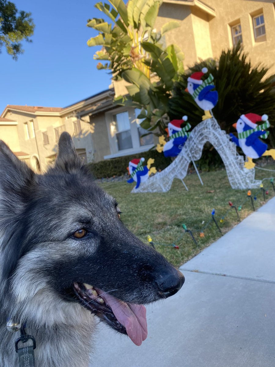 Princeton_Shilo's tweet photo. Ayyy! Hopz erbody had da bezt Holidays in 2022. Hope yu iz habbin a bettur year 2023. https://t.co/fNrSjvROWa