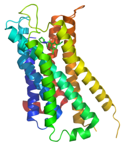 Dopamine receptor D3 is a protein that in humans is encoded by the DRD3 gene.[5][6]

This gene encodes the D3 subtype of the dopamine receptor. The D3 subtype inhibits adenylyl cyclase through inhibitory G-proteins. This receptor is expressed in phylogenetically older regions of the brain, suggesting that this receptor plays a role in cognitive and emotional functions.[citation needed] It is a target for drugs which treat schizophrenia, drug addiction, and Parkinson's disease.[7] Alternative splicing of this gene results in multiple transcript variants that would encode different isoforms, although some variants may be subject to nonsense-mediated decay (NMD).
https://en.wikipedia.org/wiki/Dopamine_receptor_D3