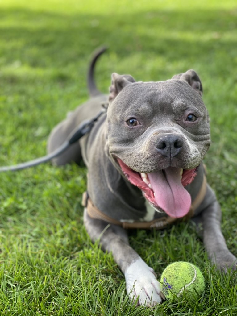 Just Incas you need to smile today 💕
#dogsoftwitter
