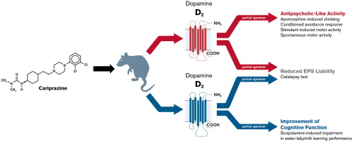 D3 agonists like 7-OH-DPAT, pramipexole, and rotigotine, among others, display antidepressant effects in rodent models of depression.[10][11]Apomorphine has the ability to help PD patients with their cognition awareness.[12] In addition to having antidepressant properties such as regulating the depression-like behaviors and depression development, pramipexole has the capability to prevent and slow down cell apoptosis as well as to restore damaged neural networks and connections while rotigotine help PD patients to attenuates hyperpyrexia syndrome and schizophrenia
https://en.wikipedia.org/wiki/Dopamine_receptor_D3