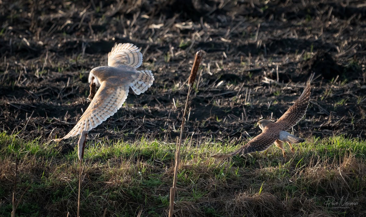 When the chase is on. Barny v Kestrel #TwitterNatureCommunity #TwitterFriends #birdphotography #barnowl @SonyUK @BBCLookEast #fens #Lincolnshire #amateurphotographer @bbcemt @BBCCountryfile #wildlifephotography