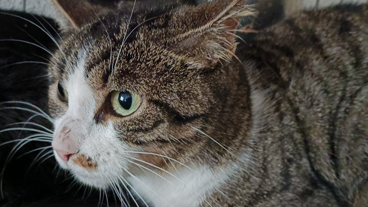 Lara es una asociación sin ánimo de lucro q lleva desde 2002 rescatando gatos Muchos han conseguido hogar otros no han tenido suerte y siguen con nosotros Actualmente LARA tiene más de 300 gatos, no sacrificamos, muchos son ancianos y enfermos Buscan hogar para sus últimos años