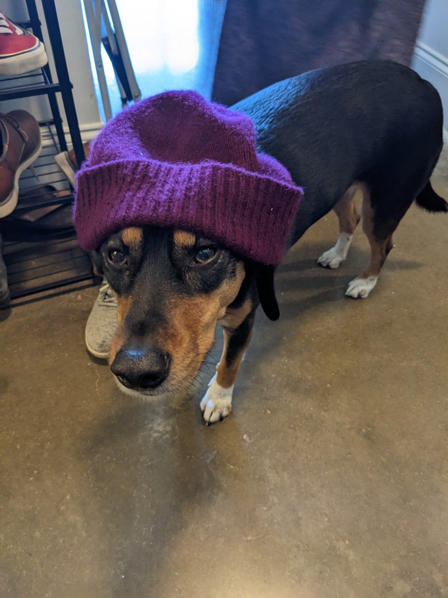 .@N8W0LF: *puts beanie on Betty*
Me: She looks like Shia LaBeouf.
Nate: ... Show your work.
Me: https://t.co/TL9QBn3qI4