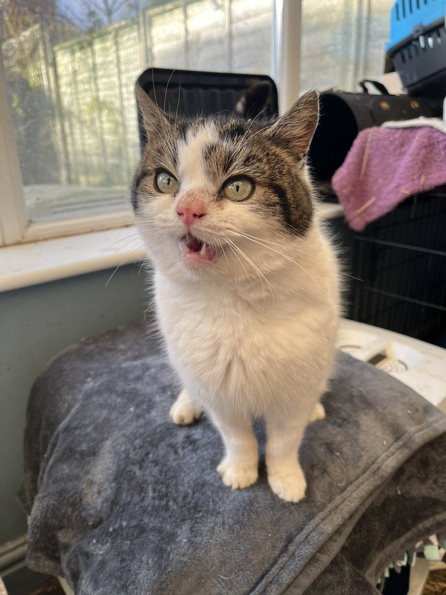 KH_CatClub's tweet photo. Meet Dasher 💙
He came in over Christmas as his owner had passed away.
He’s been very naughty since his arrival and has proved he can pack a mean punch 😹
He is now starting to mellow and will now rub round legs for a sachet 🥹
#CatsOfTwittter #KHCR #RescueCats https://t.co/ey5C2XIWVn