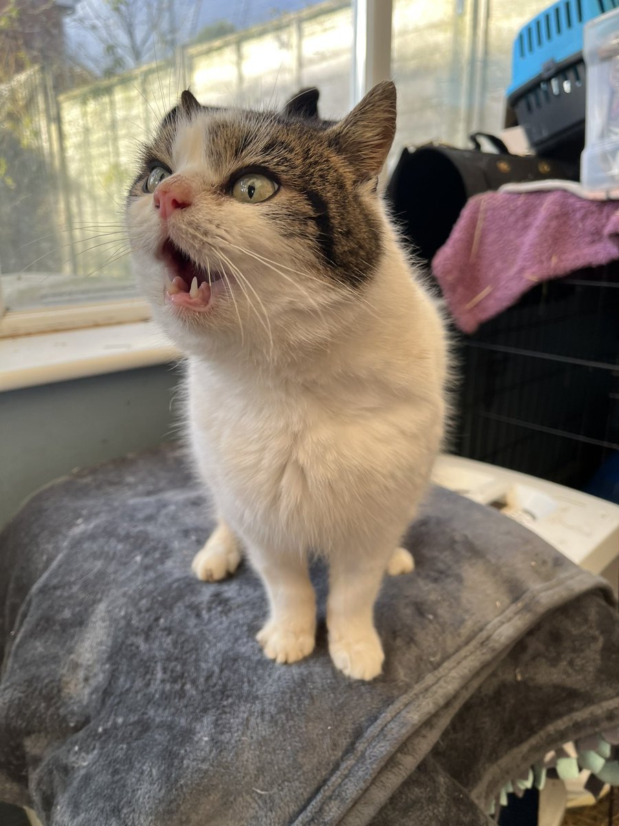KH_CatClub's tweet photo. Meet Dasher 💙
He came in over Christmas as his owner had passed away.
He’s been very naughty since his arrival and has proved he can pack a mean punch 😹
He is now starting to mellow and will now rub round legs for a sachet 🥹
#CatsOfTwittter #KHCR #RescueCats https://t.co/ey5C2XIWVn