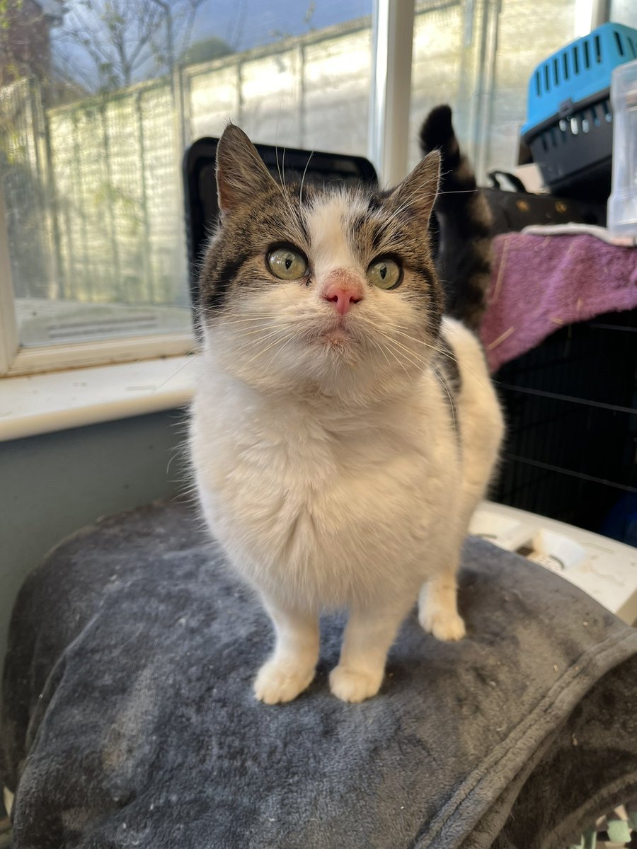 KH_CatClub's tweet photo. Meet Dasher 💙
He came in over Christmas as his owner had passed away.
He’s been very naughty since his arrival and has proved he can pack a mean punch 😹
He is now starting to mellow and will now rub round legs for a sachet 🥹
#CatsOfTwittter #KHCR #RescueCats https://t.co/ey5C2XIWVn