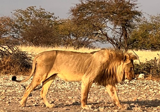 Please RT! 

I’m recruiting a MSc student for an exciting project with awesome collaborators to investigate the gut microbiome of African carnivores relative to variation in diet across Etosha National Park, Namibia. Details in the link:
wfscjobs.tamu.edu/jobs/african-c…