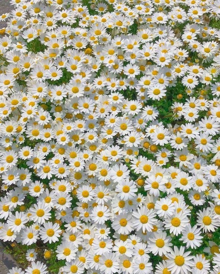 surrounded by daisies;