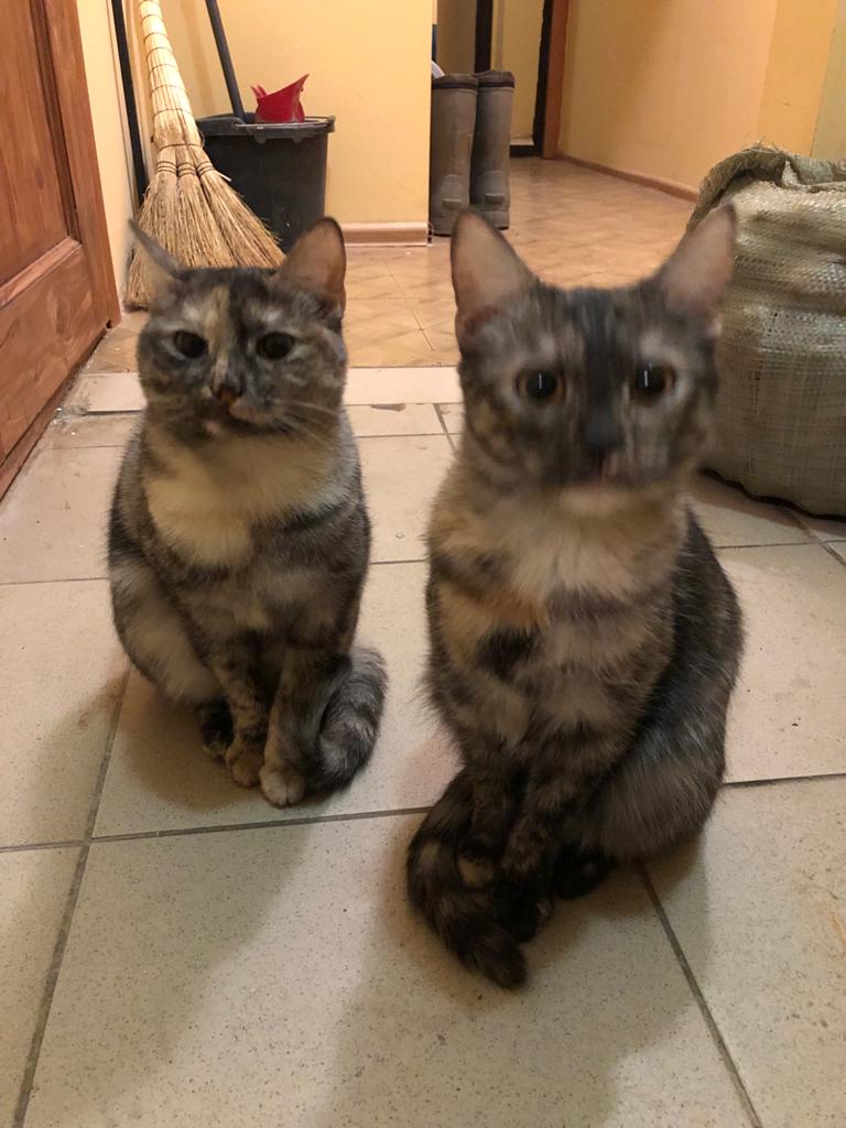 Kosha37's tweet image. Одинцово. Люди-нелюди продали дом и бросили этих двух девчонок...пока моя сотрудница их кормит.  У кого есть возможность, заберите в семью(одна из них прям плачет)...чёртовы предатели