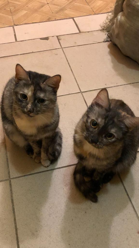 Kosha37's tweet image. Одинцово. Люди-нелюди продали дом и бросили этих двух девчонок...пока моя сотрудница их кормит.  У кого есть возможность, заберите в семью(одна из них прям плачет)...чёртовы предатели