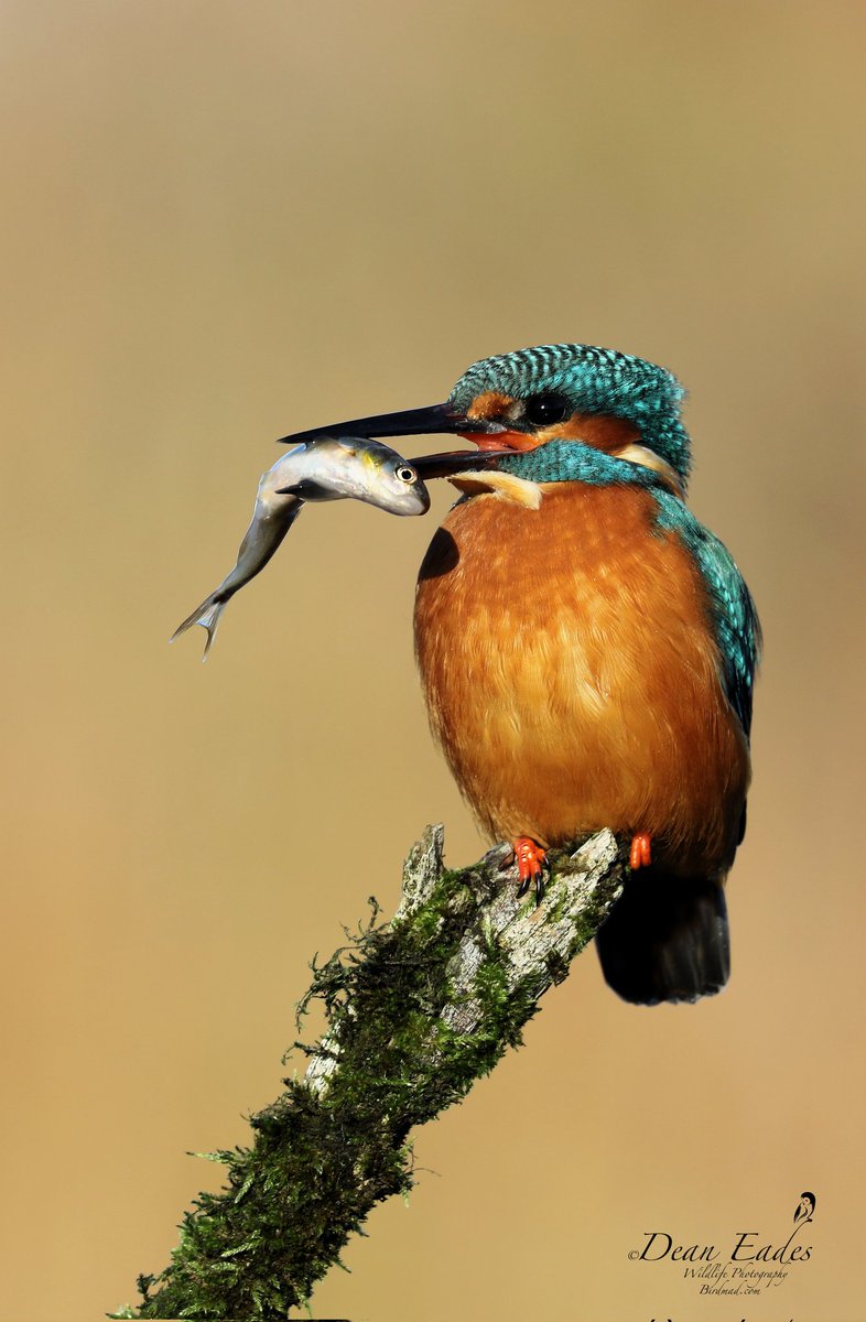 Kingfisher 
BirdMad.com 
@BBCRadioLincs @looknorthBBC @LincsWildlife @Lincsbirding @PhotoPlusMag @EOSmag
@WildlifeMag @OutdoorPhotoMag @CountryfileMag @britwildlife @CanonUKandIE @britishbirds