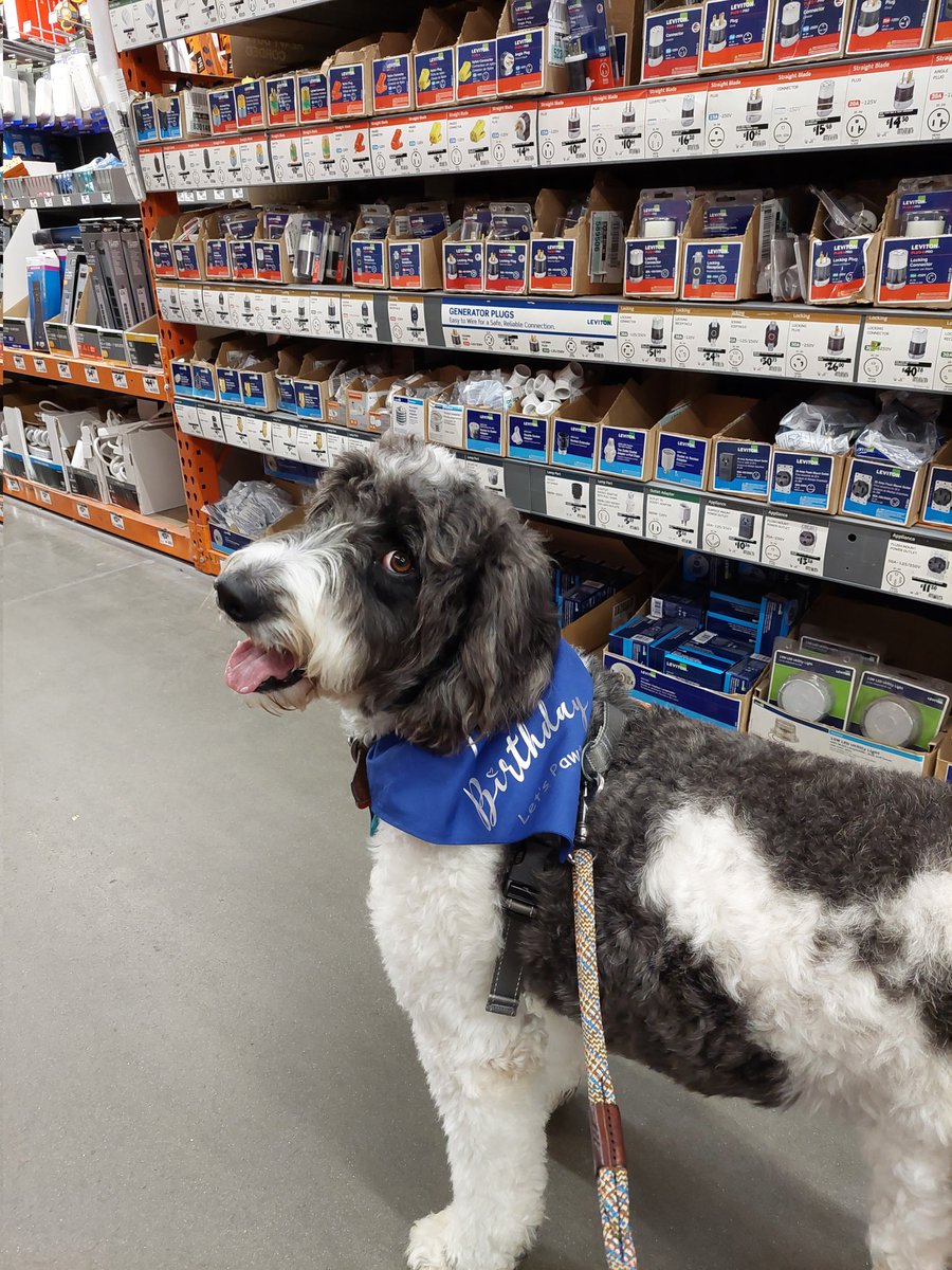 MooseTheCreekDog tweet media