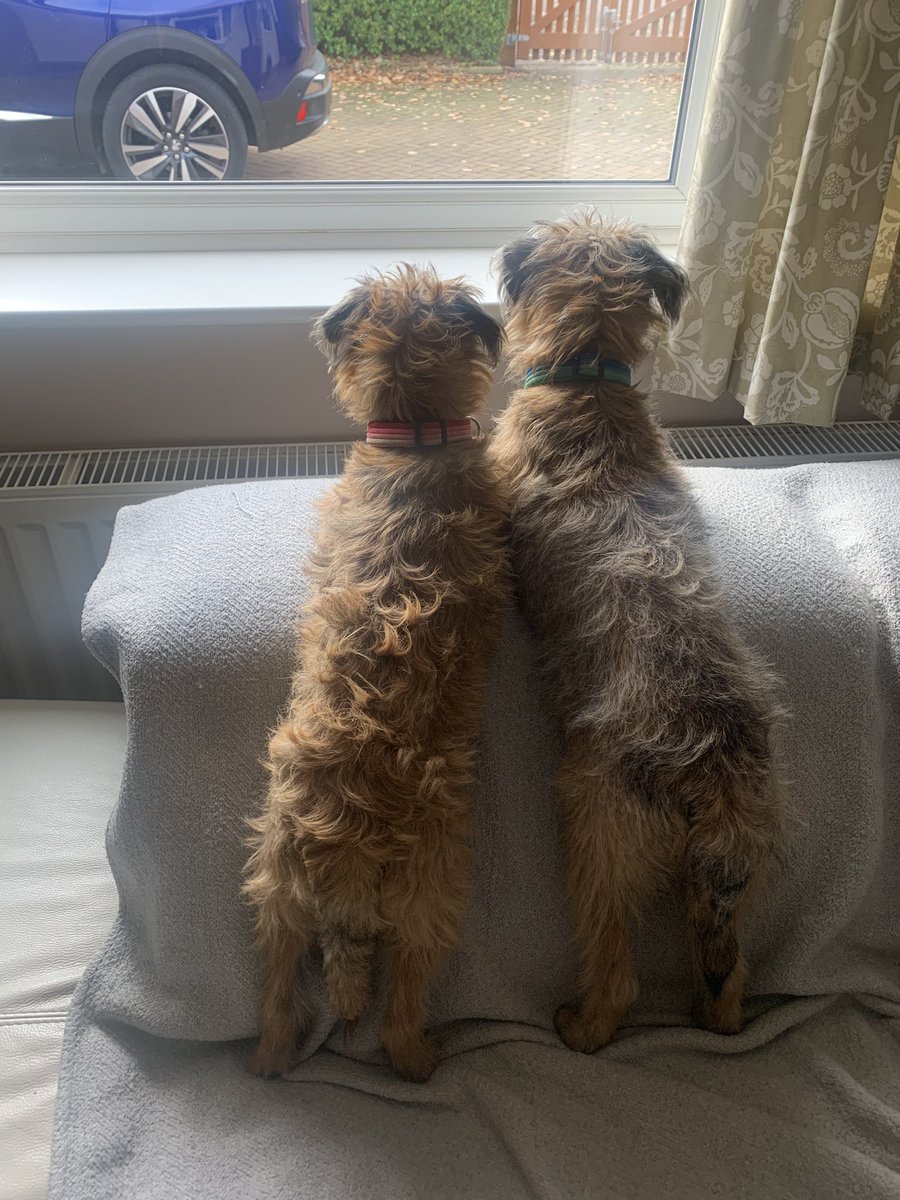 Hi Pals! We are new to the Twitters!  We are G &amp; J aka “The Terrorists”. Mum has spent all afternoon trying to set it up whilst we kept guard! She did eventually conquer 😂 We’d love some new furwends 🐾🐾  &amp; we’d love to join #BTPosse