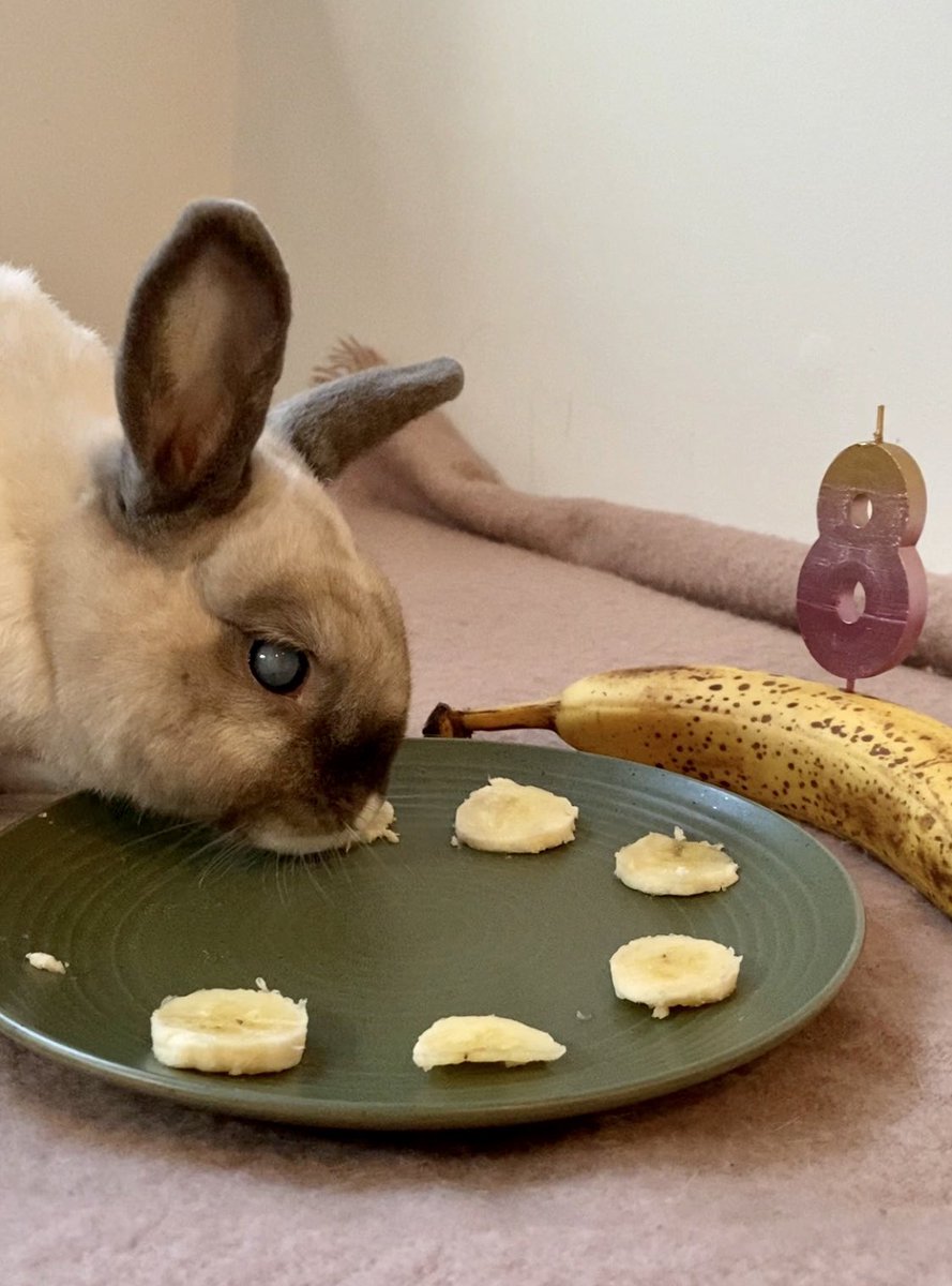 Bunnyside_up's tweet photo. 🎉🎀🐰🍌💝HaPpY HOPpY 8th BiRTHDAYYY to NuTTy buNN! 🎉🐰🎀🍌💝 #EightToday #HappyBirthday https://t.co/aGS1UczdQ3