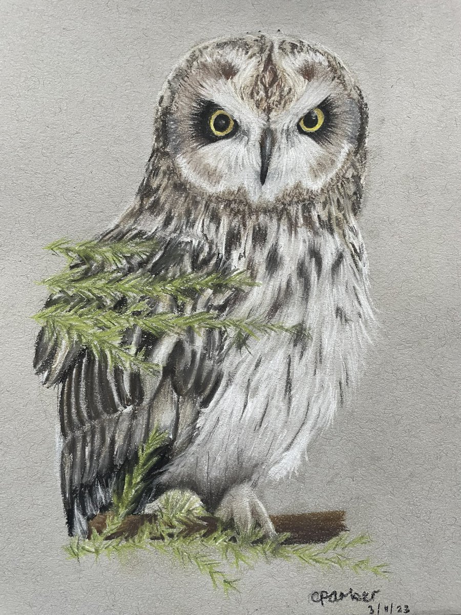 WildlifeCp's tweet photo. Here’s my first drawing of 2023!! This is also my first time using pastels.🌿

Short Eared Owl 🦉 

Pencils: @FaberCastell 

#art #pencilart #wildlife https://t.co/pjV0a8r29m