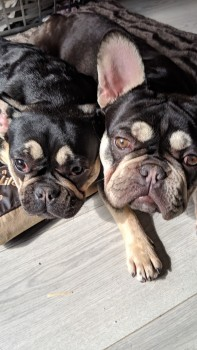 millypod1's tweet photo. CHANEL & SHADOW BOTH HOME SAFE.
THANKS FOR RT's 😊🐕🐾
11 JAN 2023 #Lost CHANEL & SHADOW #ScanMe
2 Brindle/Cream French Bulldogs
Rear of Heol Mynydd #Cilfynydd #Pontypridd #Wales #CF37
https://t.co/92aL4HbDQP
https://t.co/SDaxtc69UQ https://t.co/OzgKjTZzT2
