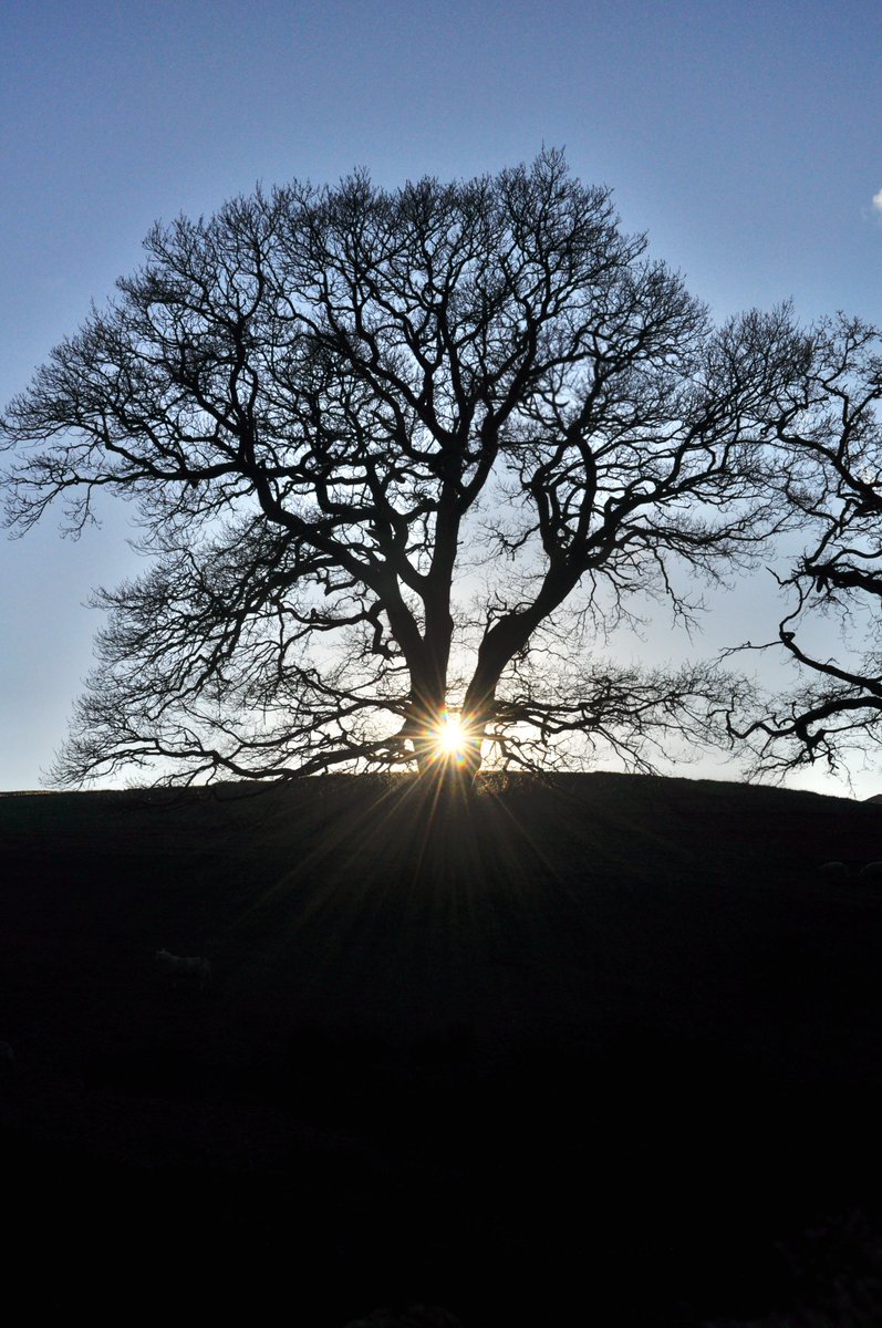 DW_250's tweet photo. This year (1822) in contrast, she writes 'There has been with us one week of delightful sunshine and frost—and now we have weather as mild as the best in spring-time. But what a stormy season for the four months preceding!' #HistoricalWeather #DW250 #CumbriaWeather #OnThisDay https://t.co/C5OwhmT2HS