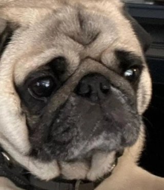 atlantapetlife's tweet photo. Must be Monday again...
๐ถ Tupelo
#atlantapetlife #dogist #atlpets #furendly #atlantapets #atlantadogs #dogfeature #weratedogs #dailybarker #bestwoof #dogfeatures #topdogphoto #dailydog https://t.co/V29sNCNheN