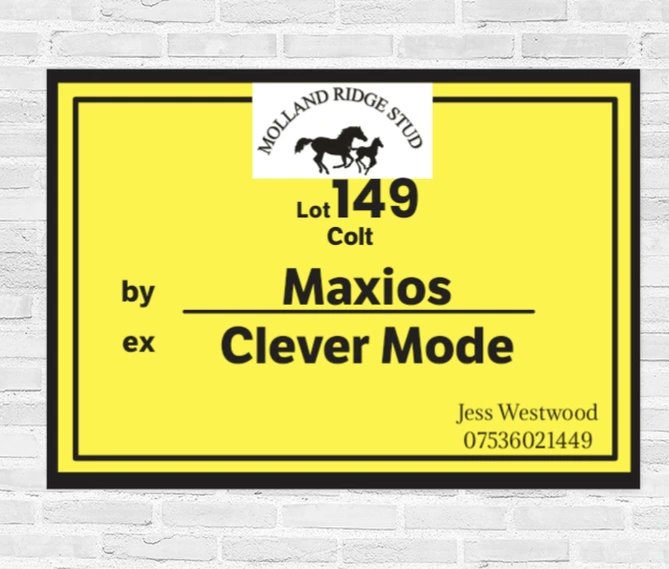 JessWestwood's tweet photo. Lot 149 @GoffsUK a very exciting son of @coolmorestud MAXIOS out of Clever Mode a half sister to @PFNicholls MASTER MINDED &amp; full sister to LET IT BE. He is the very last foal from this line. #MollandRidgeStud  #SuperstarInTheMaking #MasterMinded #Foals #Maxios https://t.co/RyfafZFvGE