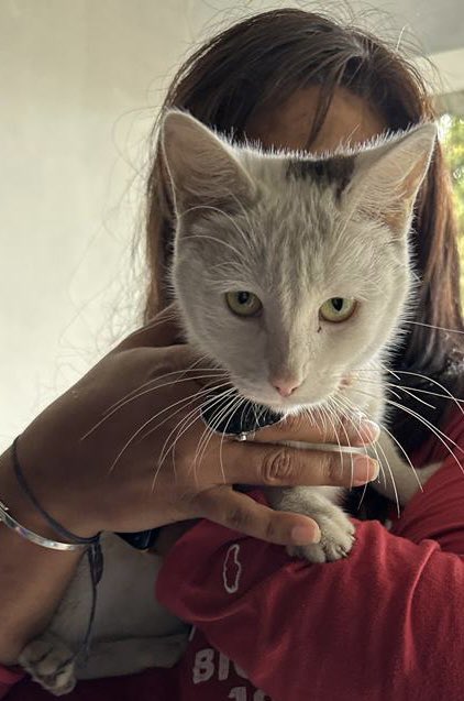 She’s hugging another cat!!! Again!!😿