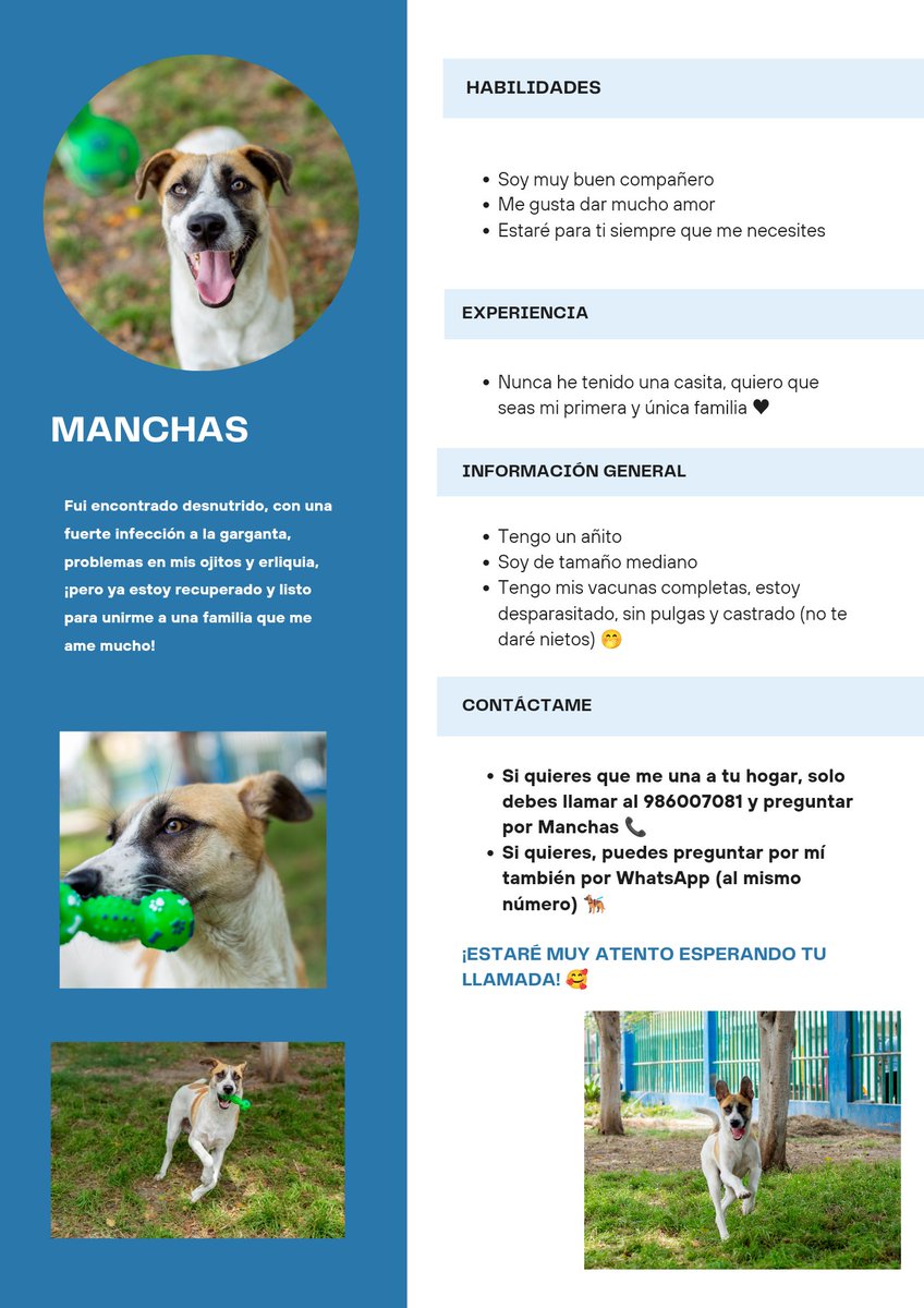 lauratarrillo's tweet photo. Amigos, por favor, compartan el CV de este perrito que está listo para unirse a un hogar y dar todito su amor 🥺♥️♥️♥️
Miren nomás las habilidades que tiene, un crack 👀
Estará esperando su llamada 📞🐕‍🦺 https://t.co/NvXJJVoAgE