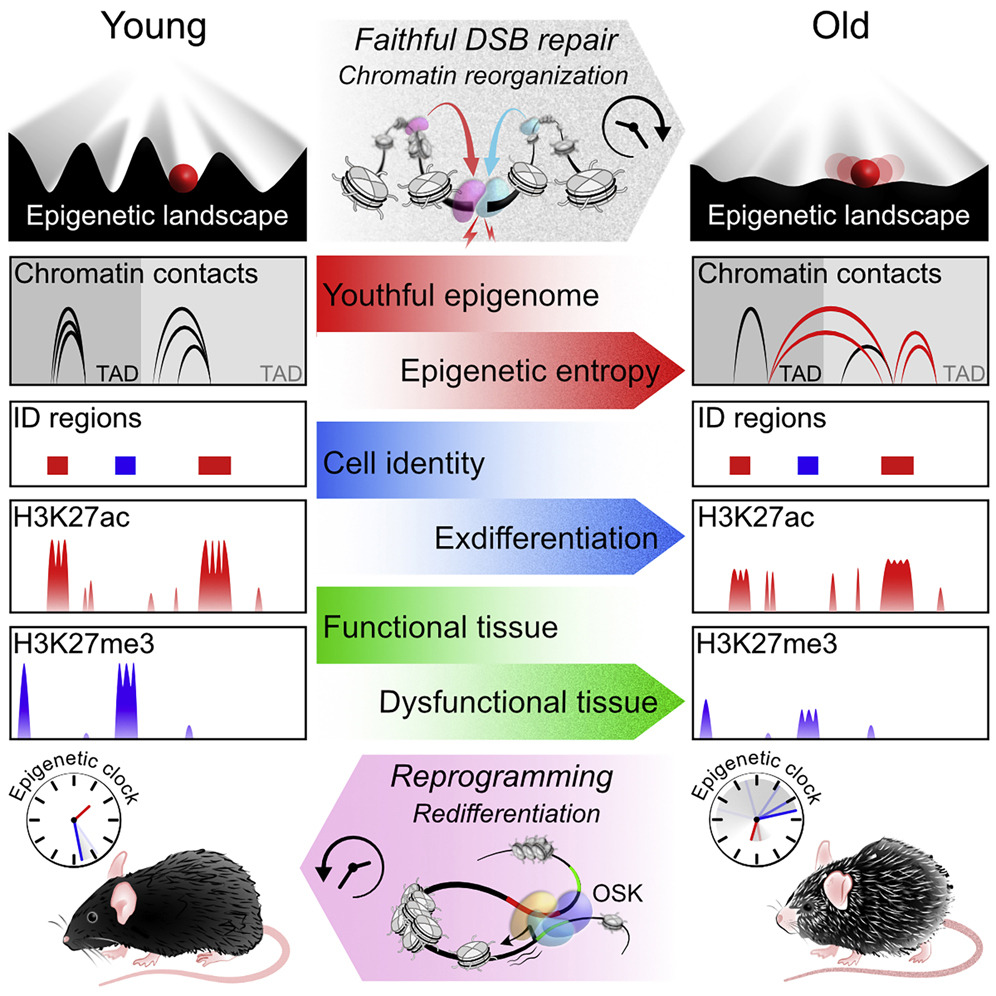 Alex Zhavoronkov, PhD (aka Aleksandrs Zavoronkovs) (@biogerontology) on Twitter photo A huge breakthrough paper by <a href="/davidasinclair/">David Sinclair</a> 's lab. It validates Sinclair's information theory of aging. Please re-tweet this fundamental work.
Please register for the <a href="/ARDD_Meeting/">ARDD Meeting</a> and see <a href="/davidasinclair/">David Sinclair</a> and all other top KOLs in person!
cell.com/cell/fulltext/… A huge breakthrough paper by <a href="/davidasinclair/">David Sinclair</a> 's lab. It validates Sinclair's information theory of aging. Please re-tweet this fundamental work.
Please register for the <a href="/ARDD_Meeting/">ARDD Meeting</a> and see <a href="/davidasinclair/">David Sinclair</a> and all other top KOLs in person!
cell.com/cell/fulltext/…