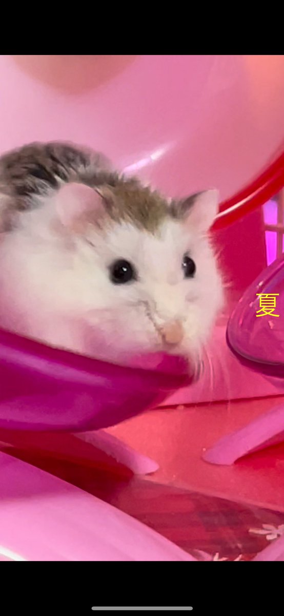 yu_1206_k's tweet photo. 🐇🦩🐇😄おはよう御座います💐🍋

#なっちっちタイム✨

今日はちいと冷えるかなぁ❓

日が落ちるの遅くなった気が🌇

🙇‍♂️🐹🐹🐹🐹🍁#ハムスター

かようび勝ち飛ばしましょう♪ https://t.co/kPJWIOQsOZ