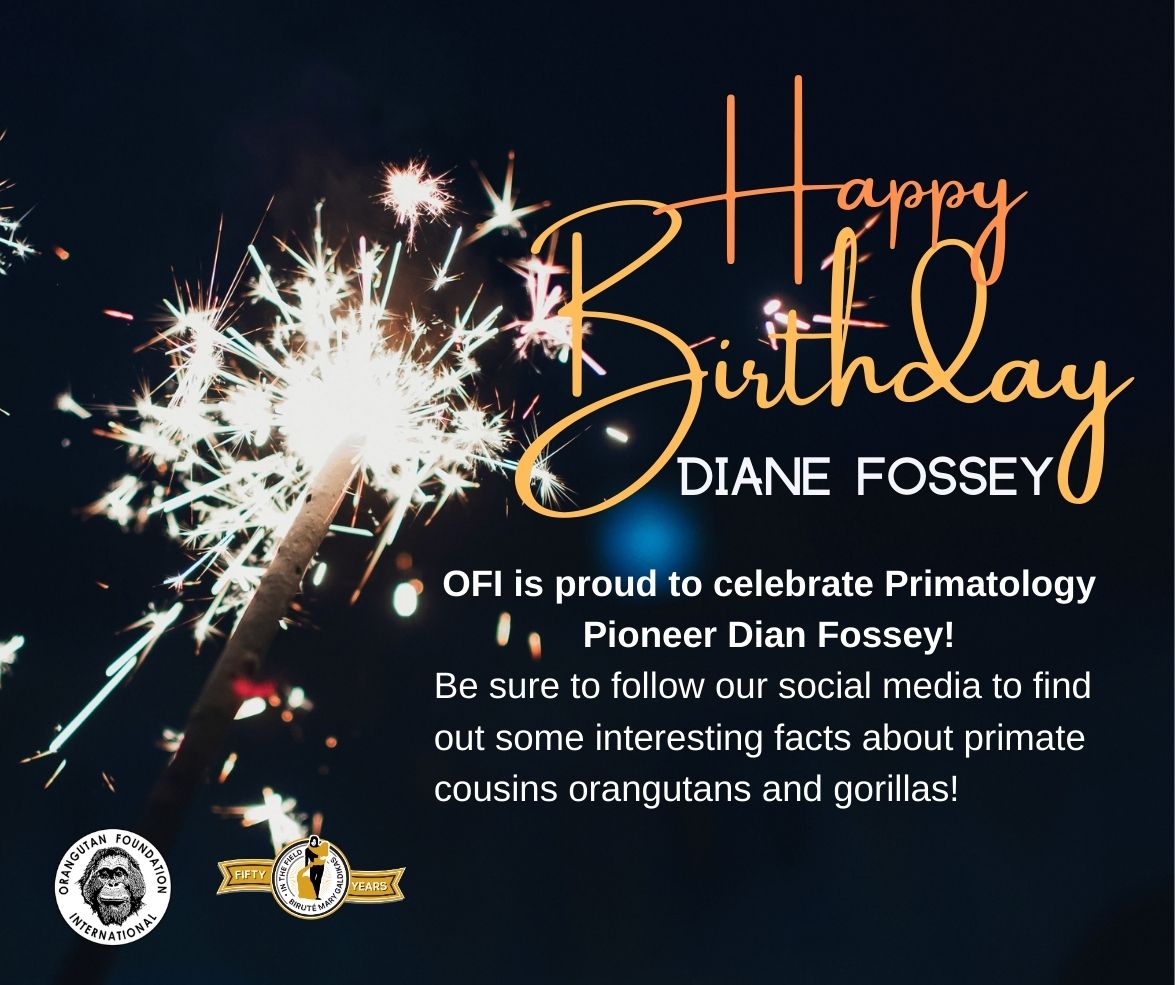 OFIOrangutan's tweet photo. #OFI is proud to celebrate the birthday of legendary #Primatologist Dr. Dian Fossey. Her work with gorillas continues to help humans understand their connection to our origins in the wild. #HBD #Conservation #TeamPongo #TeamGorilla #Trimates #LeakeysAngels https://t.co/QBMSGDafB6