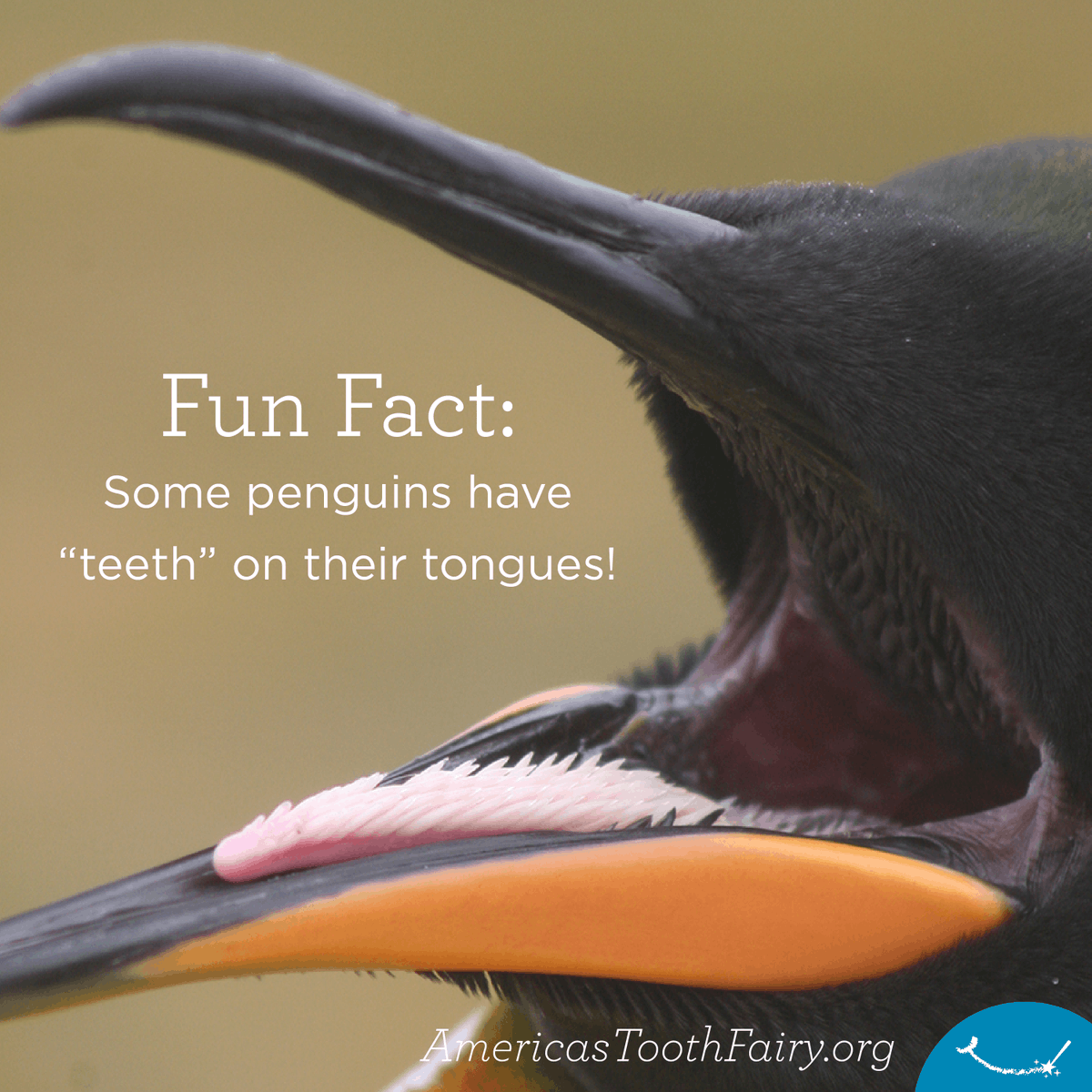 AmerToothfairy's tweet photo. It's #PenguinAwarenessDay! DYK that King #Penguins have teeth? (Sort of.)
Their spine-covered tongues work like barbs to keep food headed in the right direction to help them swallow fish whole. Find more #FunFacts about animal teeth at https://t.co/cFIhApJ56M. #AmericasToothFairy https://t.co/fnxNWBmPzd